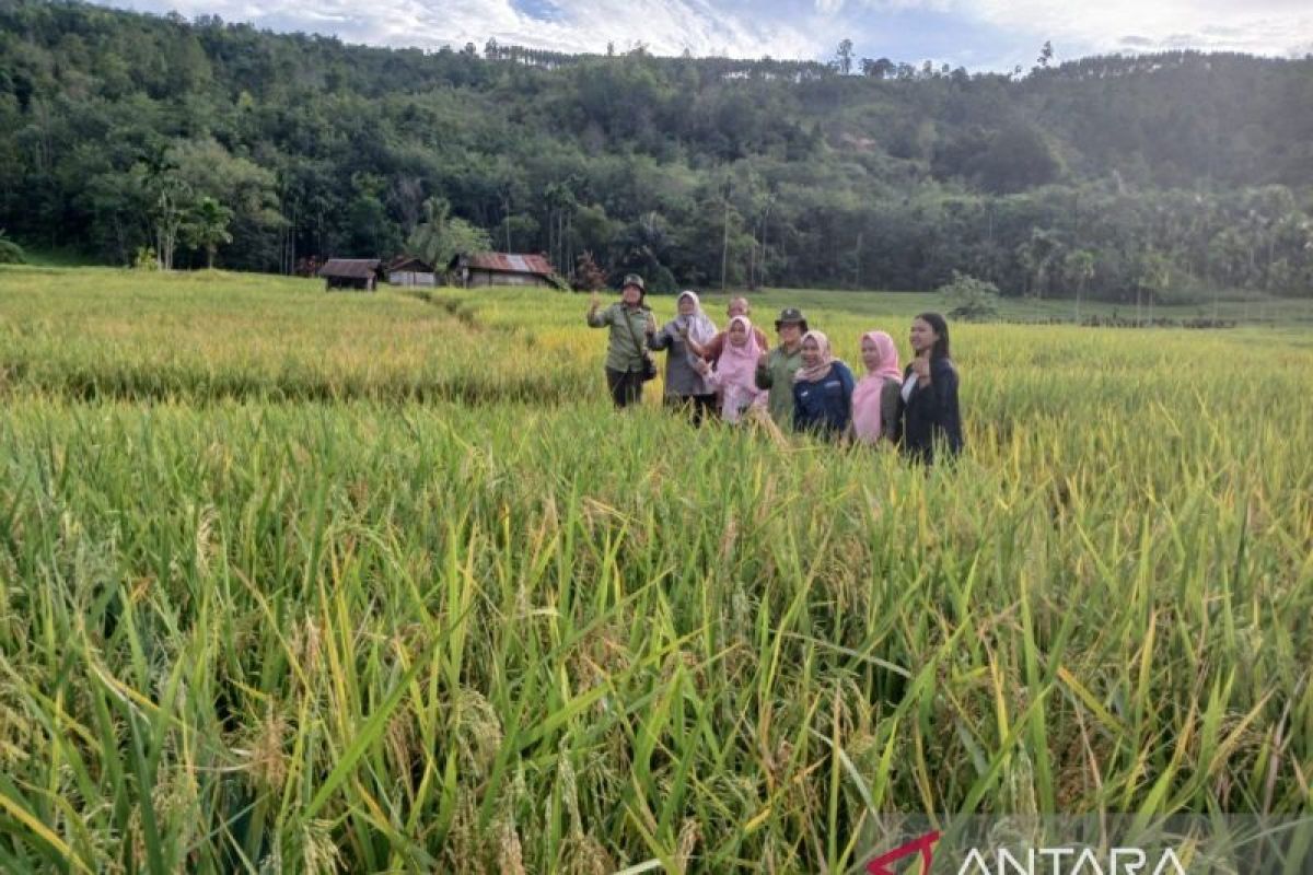 TPL gandeng BPSIP Sumut bantu wujudkan Indonesia lumbung padi di Tapsel