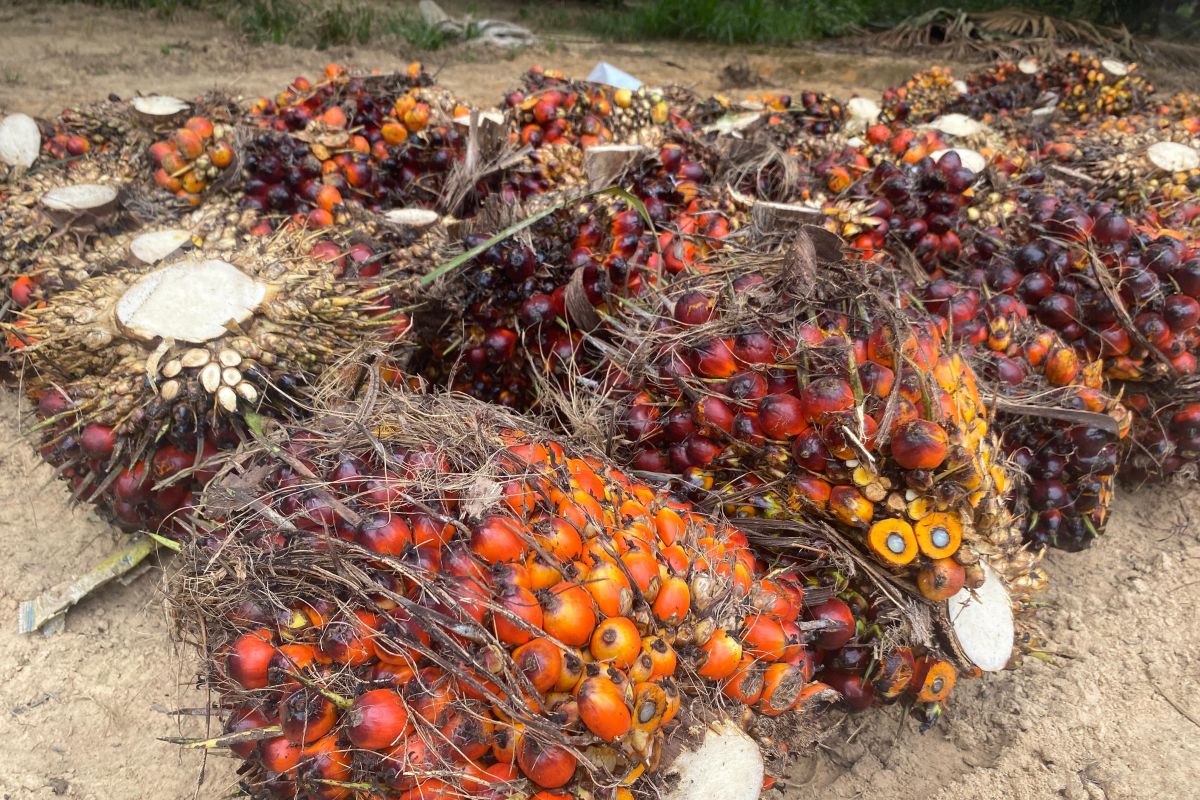 Pemprov Bengkulu tetapkan harga jual TBS sawit Rp2.550 per kg