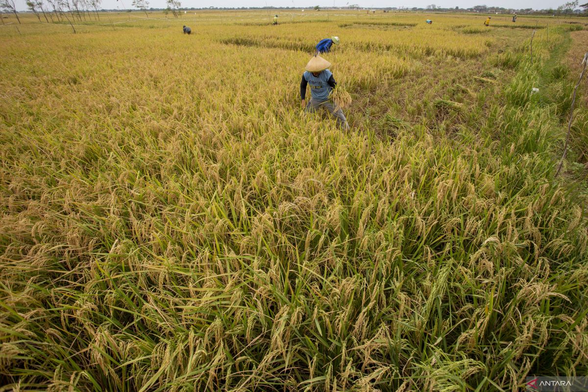 Bulog harapkan realisasi 1,2 juta ton beras impor sebelum Desember