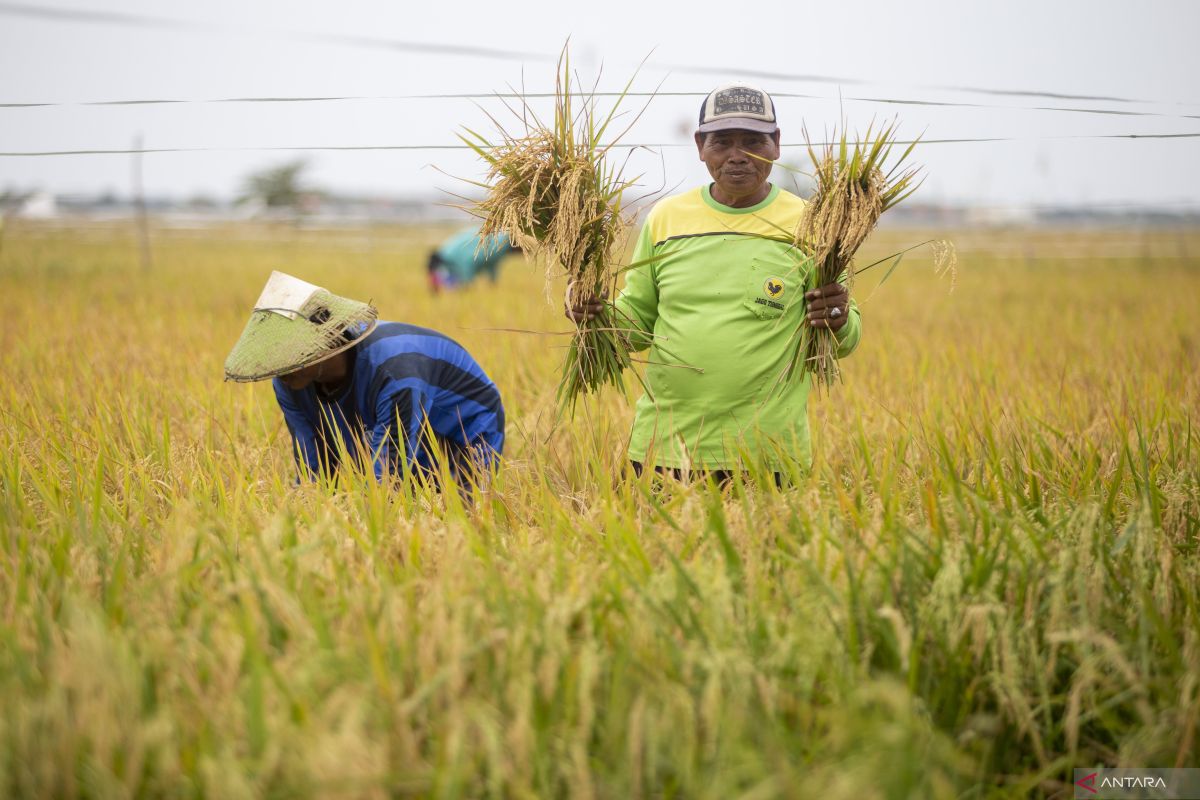 Bapanas to raise rice reserves to two mln tons by yr-end