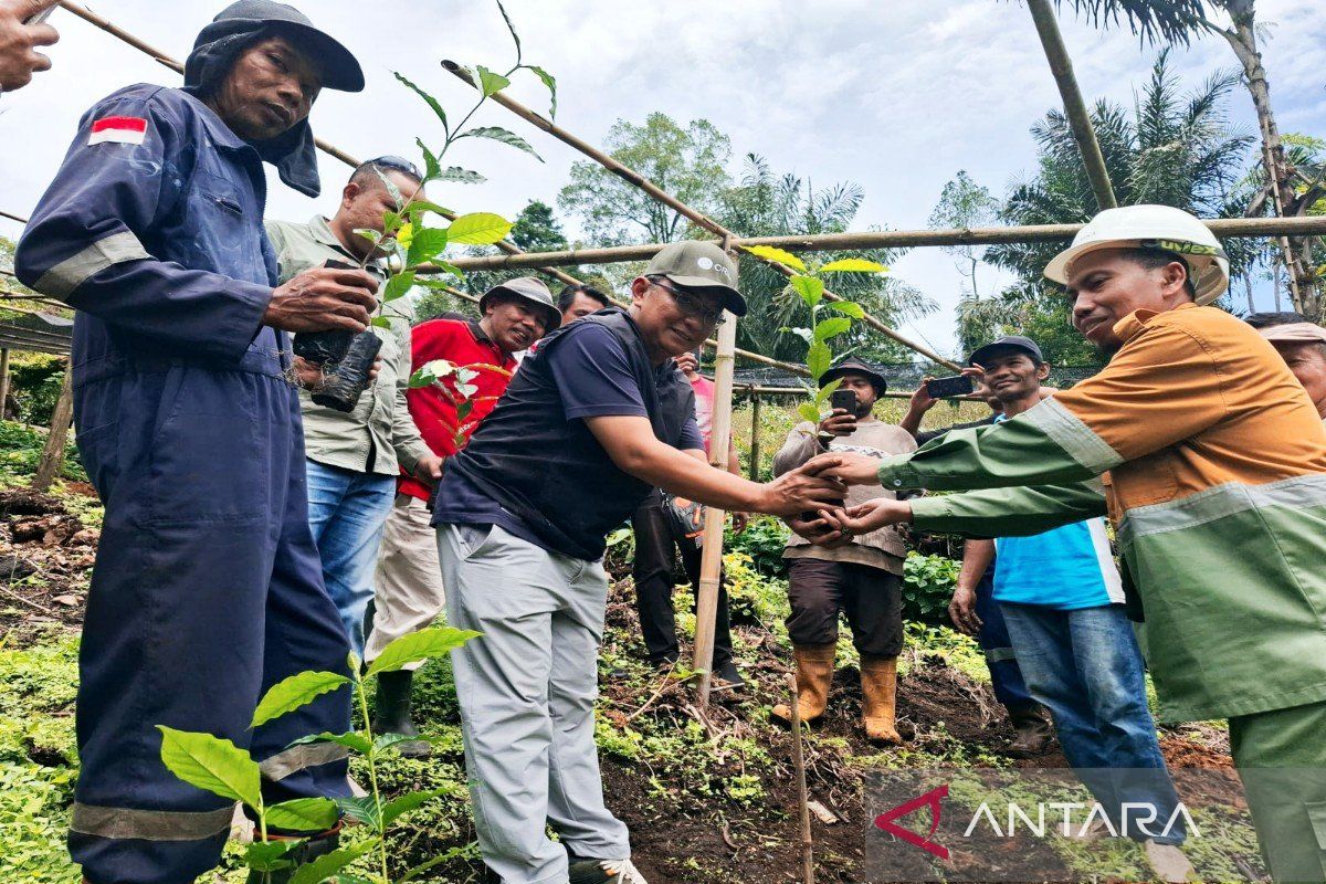 Kembangkan kopi Arabika di Madina, SMGP dan kelompk tani Bonca Jaya lakukan ini