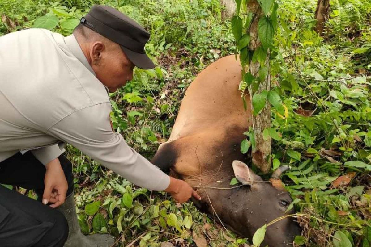 Ternak warga dimangsa harimau di Aceh Timur