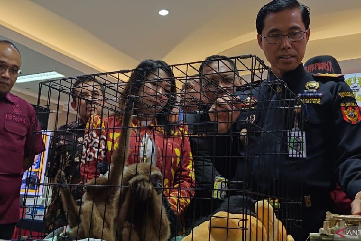 Indonesia foils attempt to smuggle rare primates into Dubai