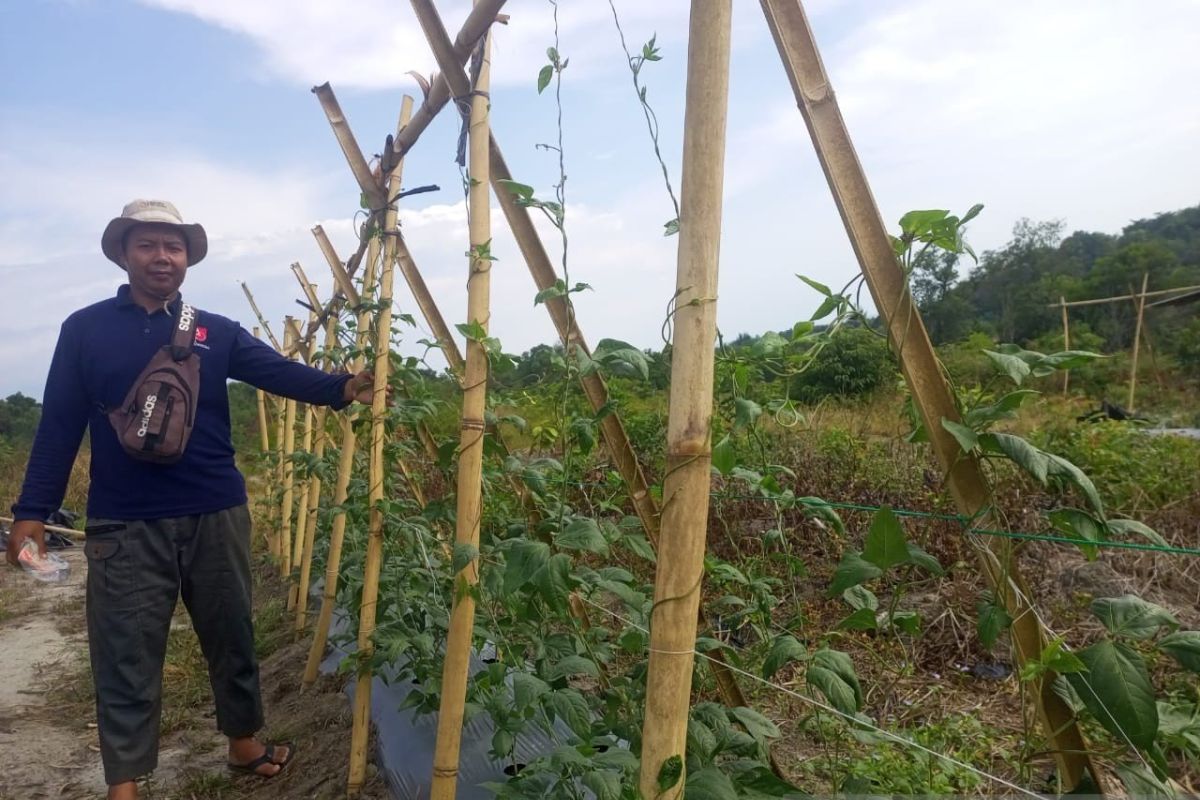 PT Timah Bersama Kelompok Tani Pemuda Harapan Desa Belo Laut Tanam Pohon Buah-buahan