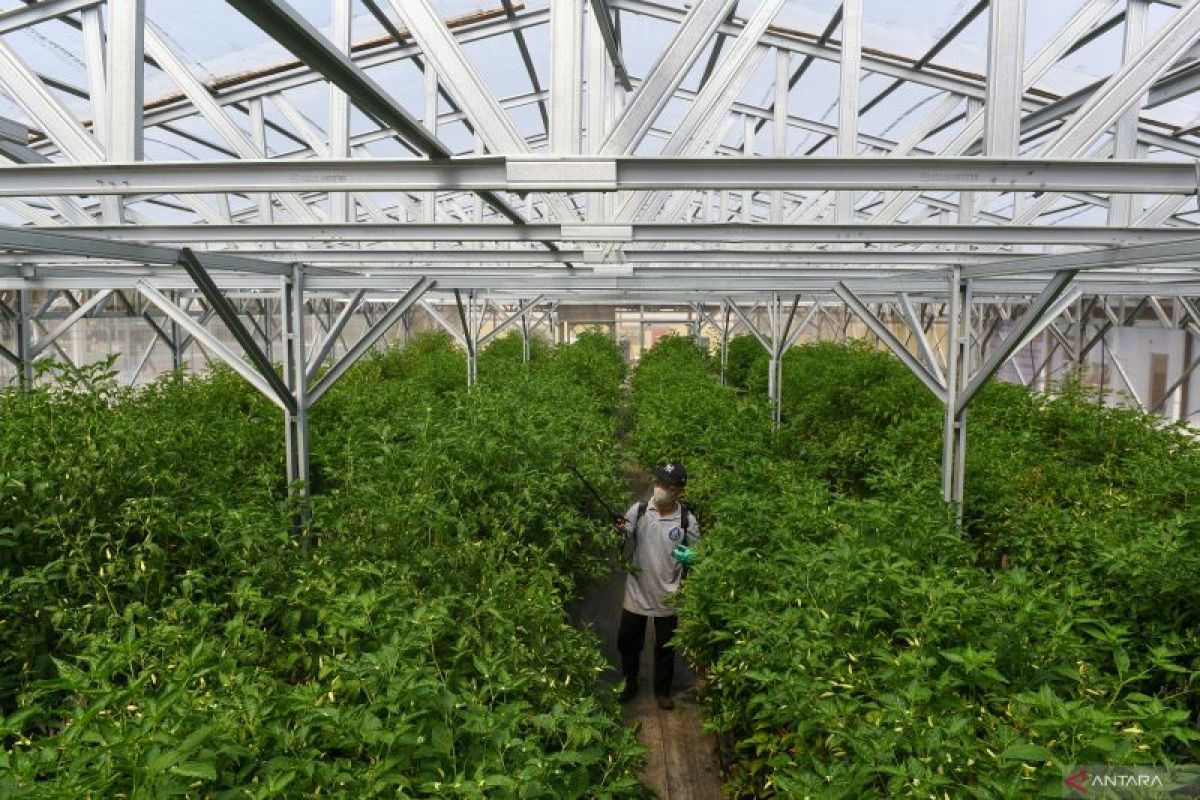 Warga Jakarta Utara dilatih budi daya edamame bangun ketahanan pangan