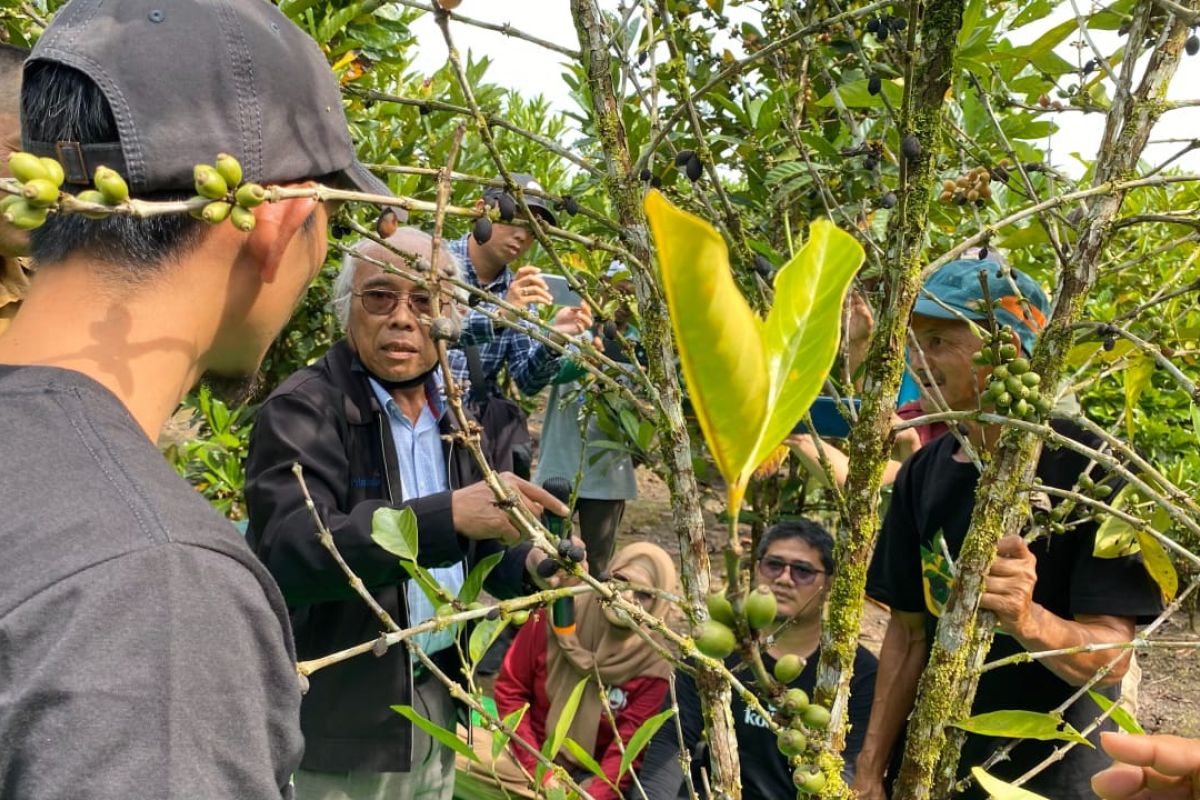 PLN Peduli, Kolibro sukses gelar pelatihan budidaya kopi Liberika di Sambas