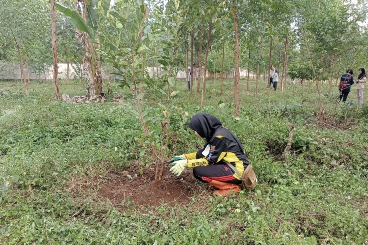 Dishut Kalsel tanam pohon kayu putih untuk gelorakan program revolusi hijau