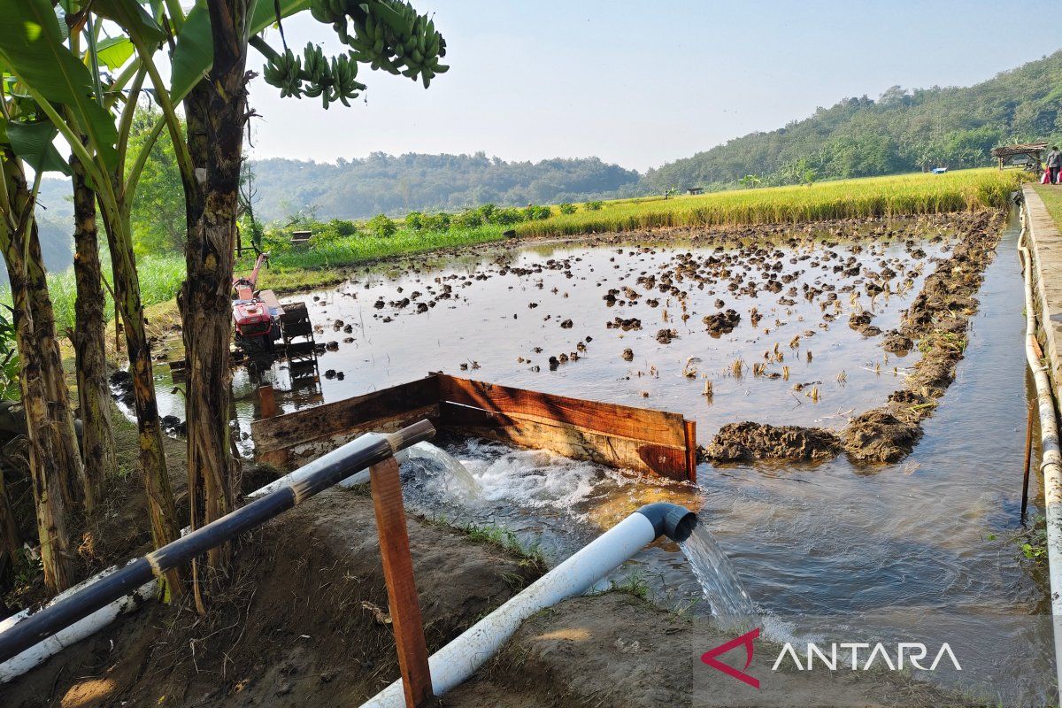 Petani di Sukoharjo maksimalkan lahan kemarau dengan tanam palawija