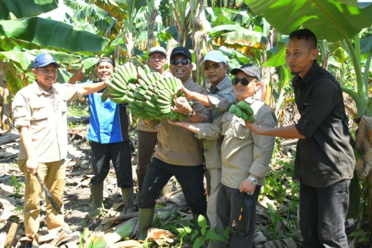 Pisang pontia jadi komoditas unggulan Kayong Utara