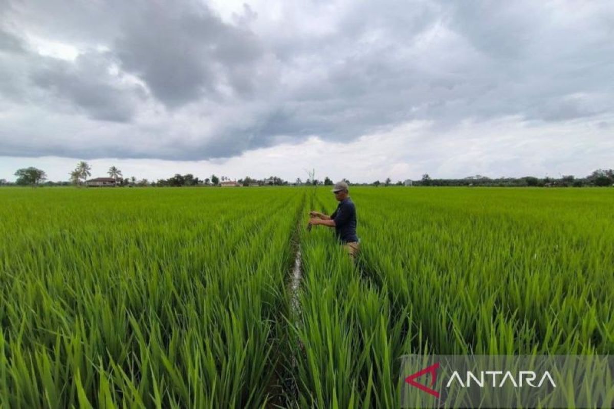 Tiga upaya Kaltim antisipasi darurat pertanian pangan