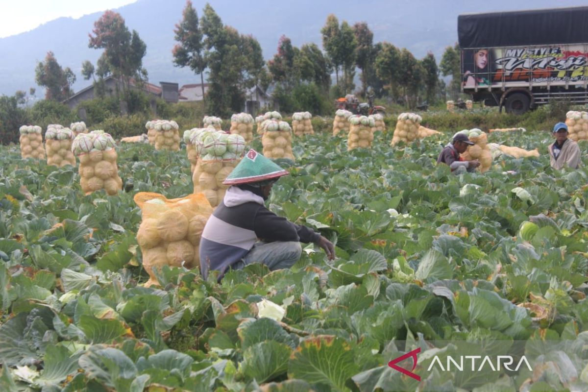 Nilai tukar petani di Provinsi Jambi pada Agustus 2024 naik 1,25 perseb