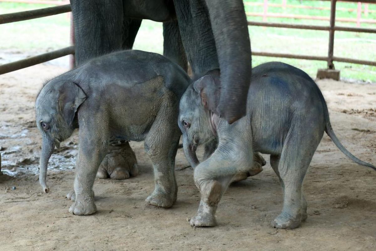 Langka, sepasang gajah kembar lahir di Myanmar selatan