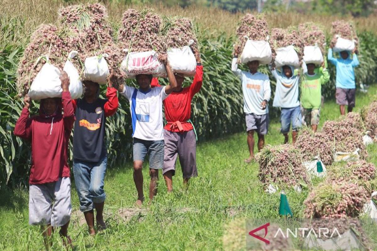 Harga pangan Rabu, bawang putih naik lagi tembus Rp41.470 per kg