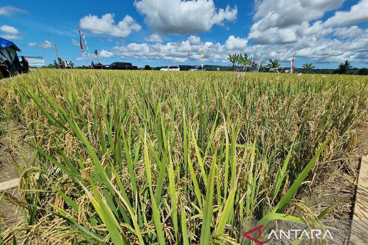 Nilai Tukar Petani Papua Barat pada Agustus 2024 naik 0,31 persen