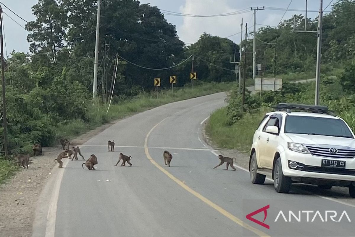 Pemkab Kutim larang masyarakat beri makan hewan liar di jalan raya