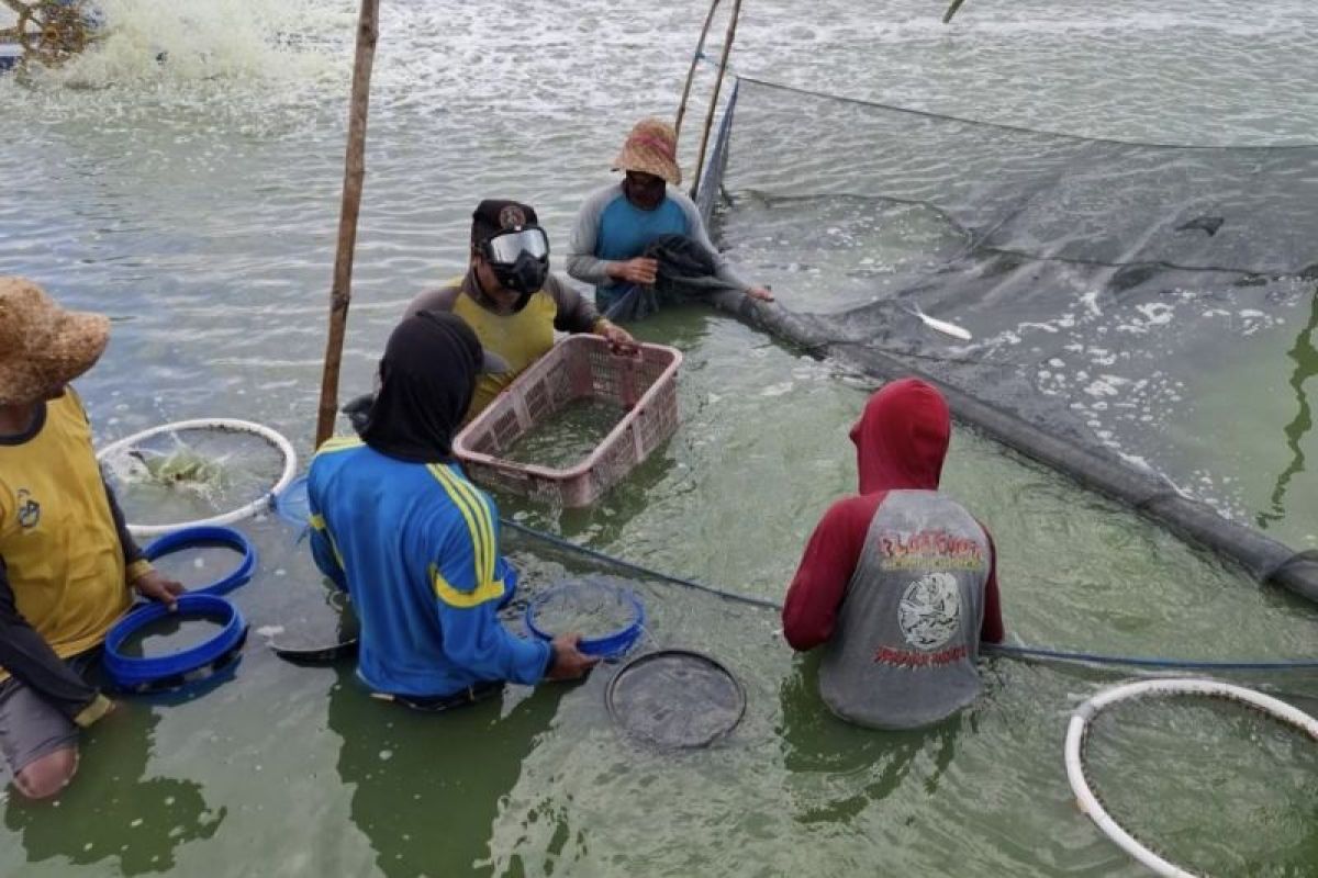 Pemkab: Produksi ikan kerapu di Lamongan capai 869,6 ton