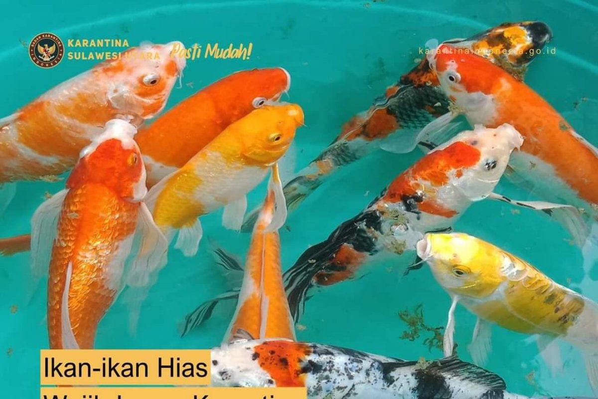 Karantina lakukan sertifikasi pengiriman  ikan koi di Sulut