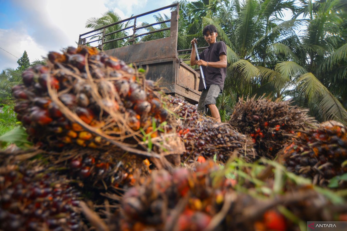 EU deforestation rule stalling IEU-CEPA, says Indonesian official