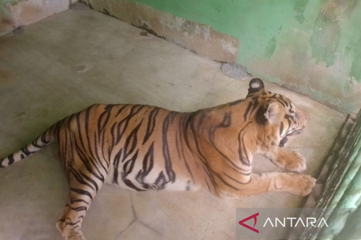 Seekor harimau Sumatera berjuang  melawan usia di Medan Zoo