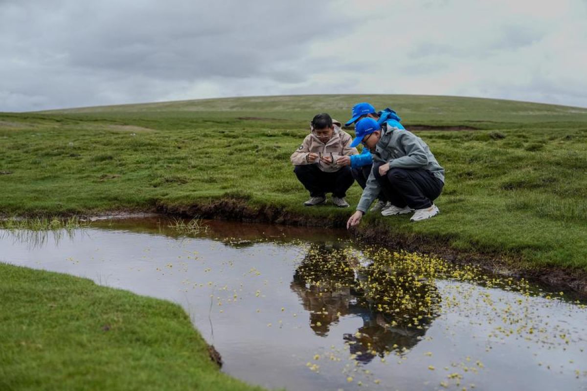 UU perlindungan ekosistem dataran tinggi Qinghai membuahkan hasil