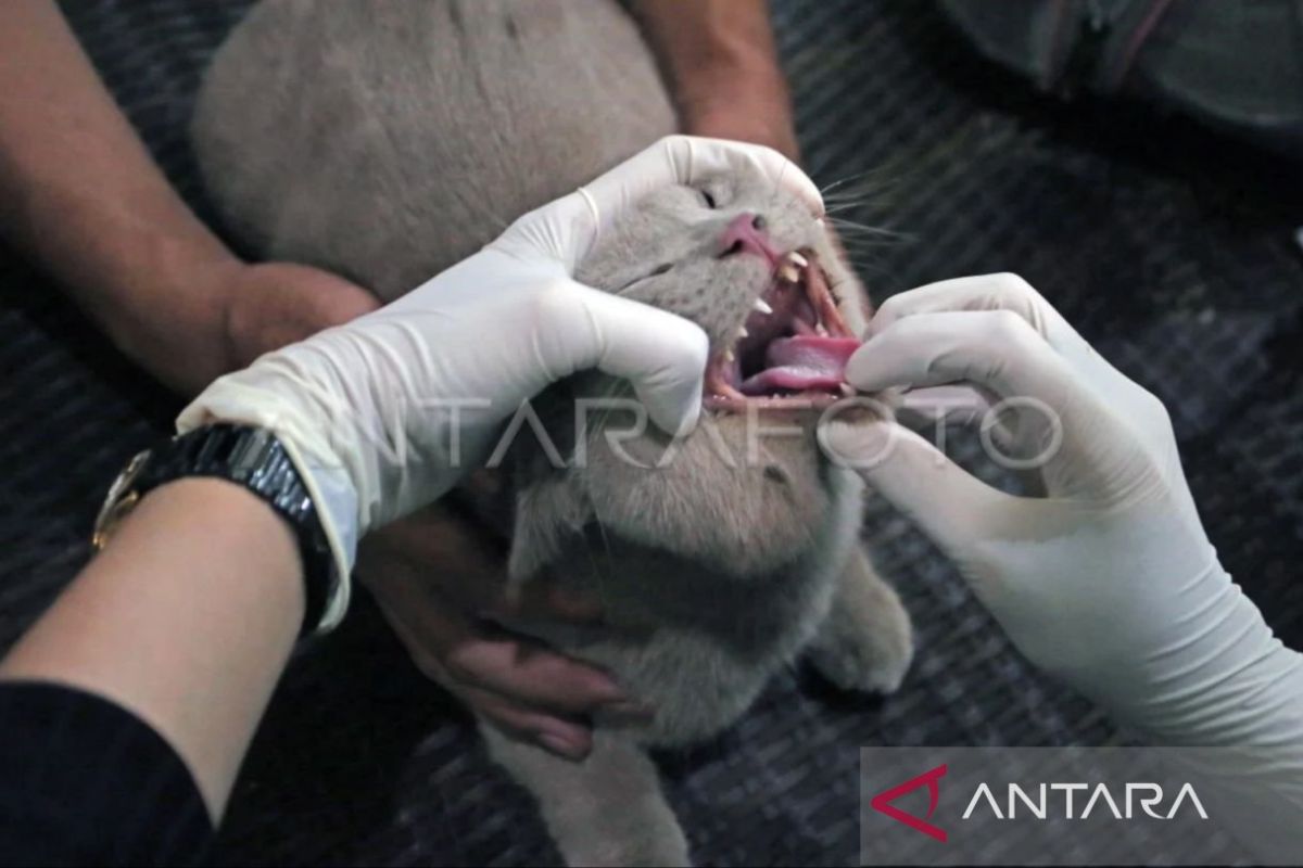 Kaltim godok tim siaga untuk  bebaskan daerah dari rabies