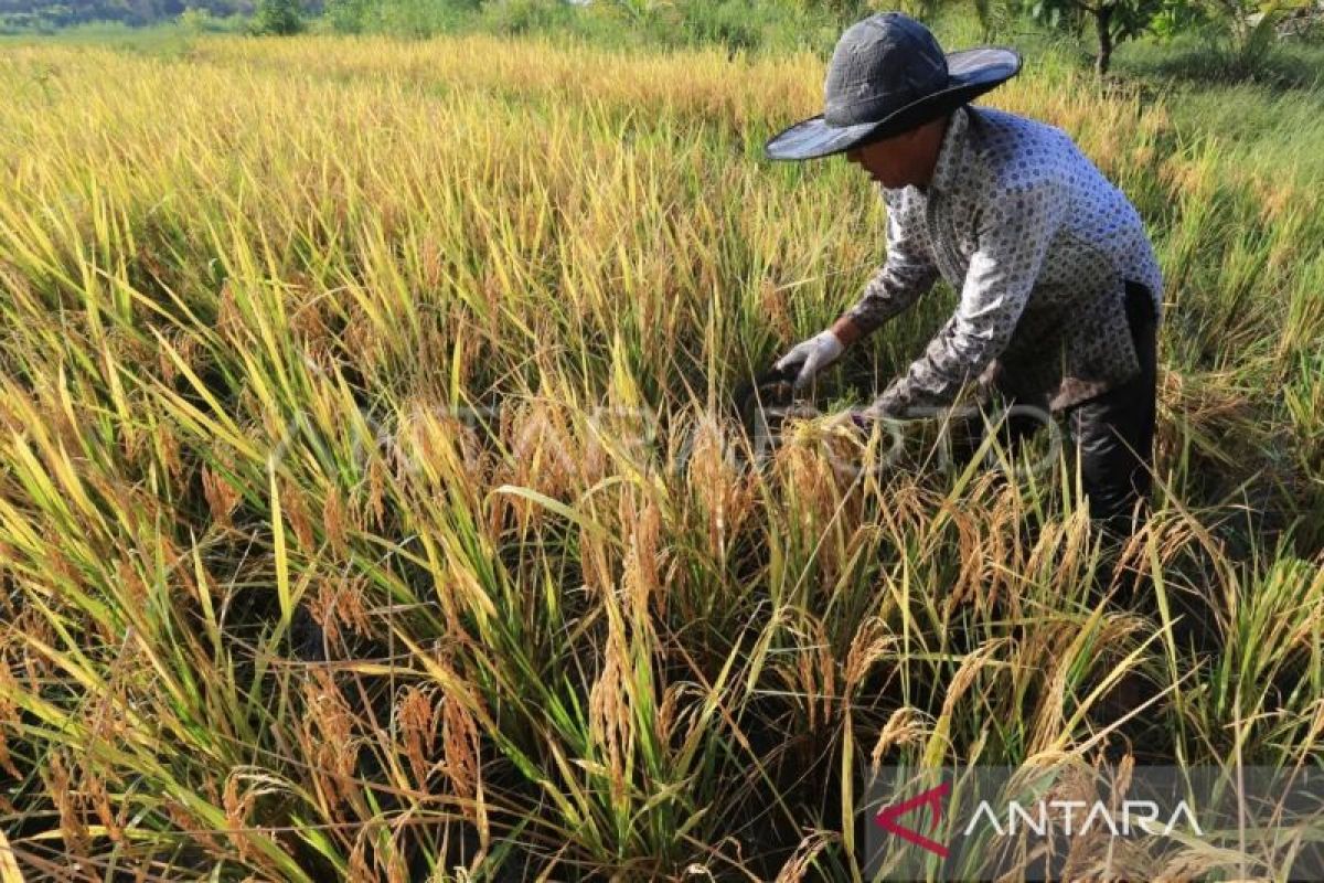 Harga gabah di Bireuen tertinggi se Aceh capai Rp7.500 per kilogram