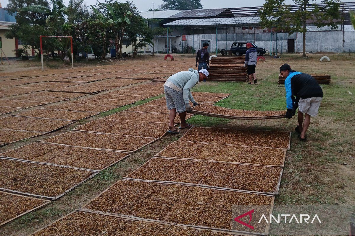 APTI  Temanggung minta kepastian pembelian tembakau