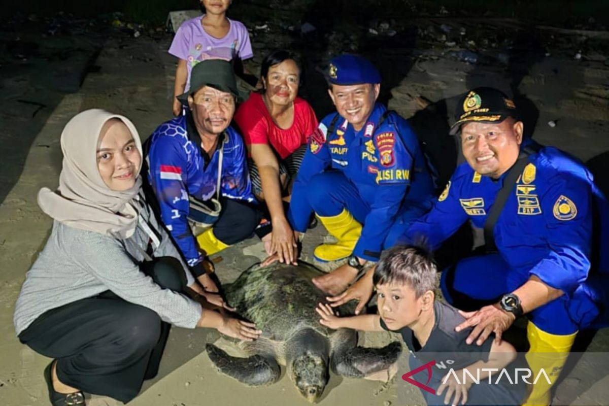 Polairud Polda Kaltim lepas penyu yang terjaring nelayan