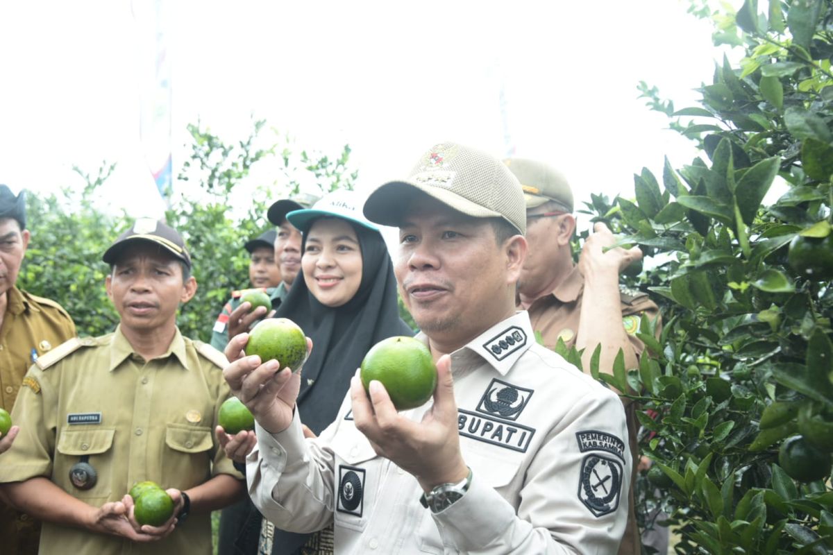 Petani Sambas budidaya jeruk dengan teknologi Moraga berbuah sepanjang tahun