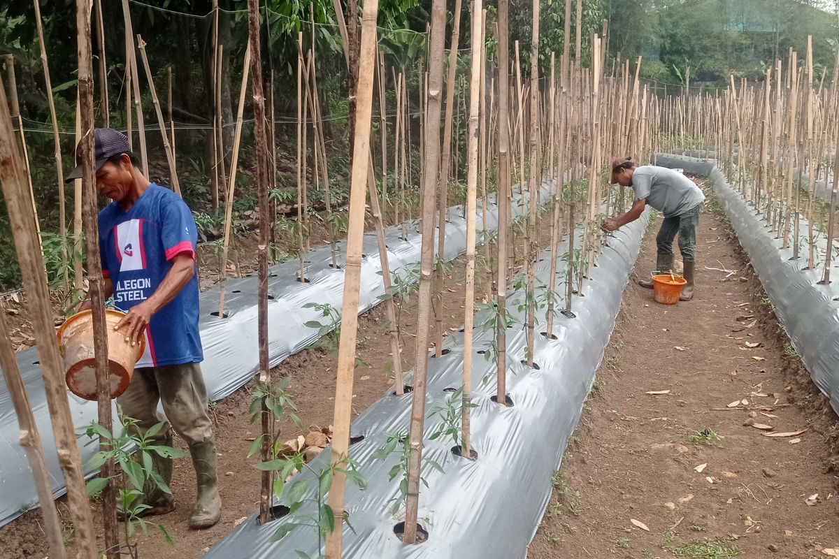 Petani Lebak kembangkan cabai keriting penuhi permintaan pasar lokal