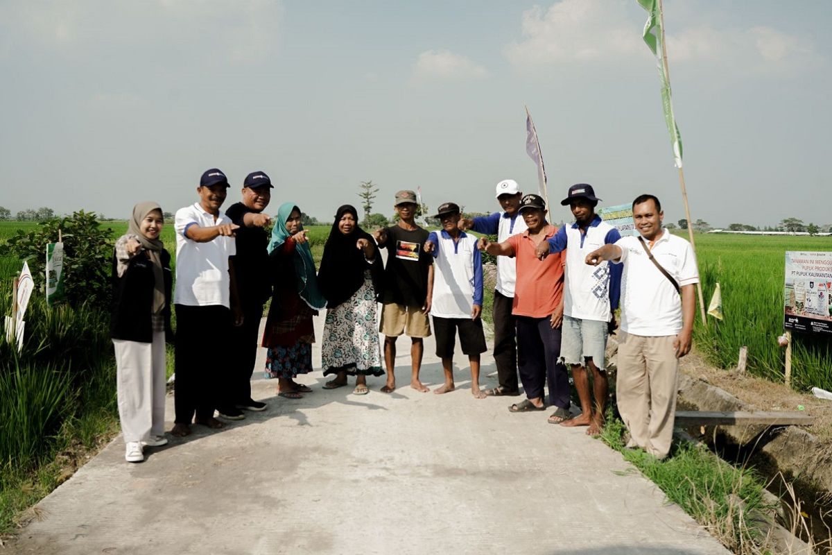 Demplot Pupuk Kaltim di Jombang, hasil padi petani capai 9,2 ton per hektare