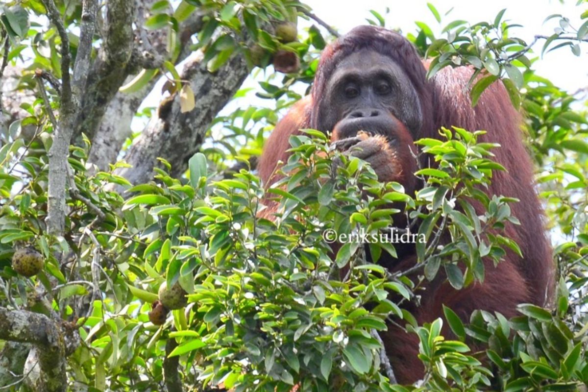 BRIN studies foods, habitats for orangutan conservation