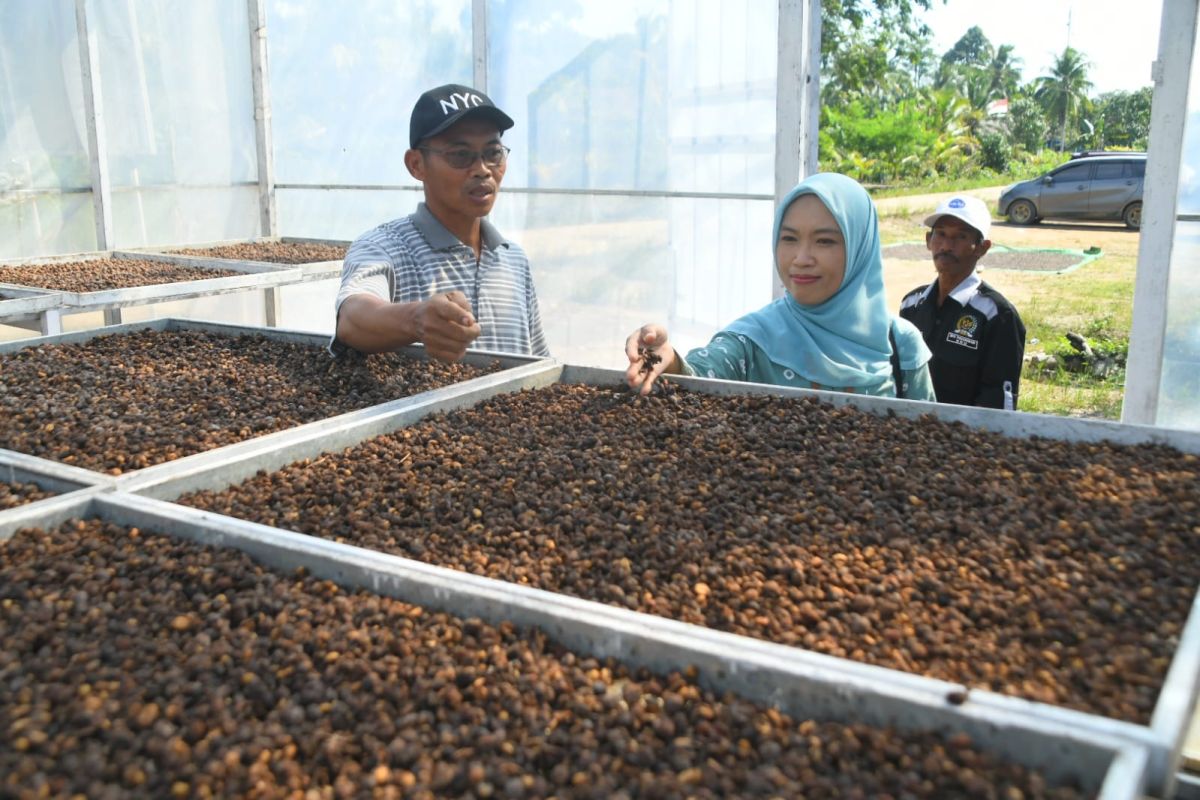 Podorukun Kayong Utara olah kulit kopi liberika jadi teh