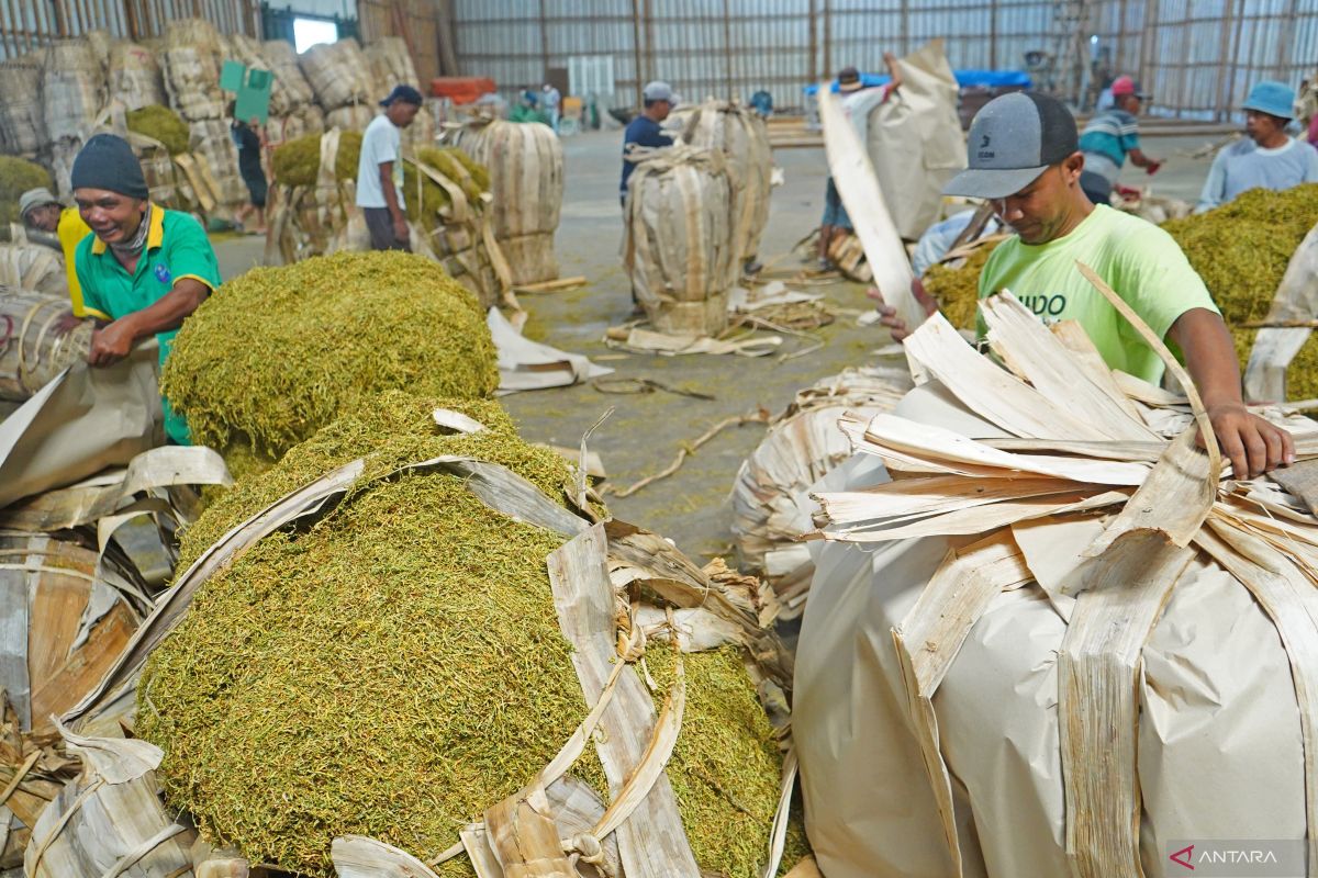 Pabrik diminta beli tembakau petani Temanggung saat panen raya