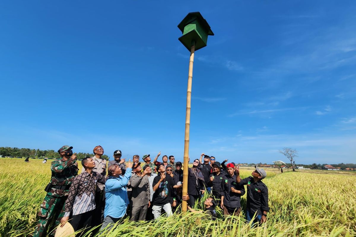 Dispertan Garut sebar 280 rumah burung hantu atasi hama tikus