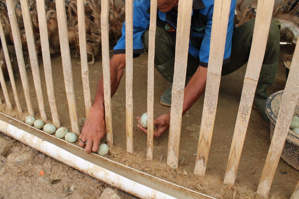 Lapas Siborongborong-Sumut hasilkan 6.000 telur bebek  per bulan