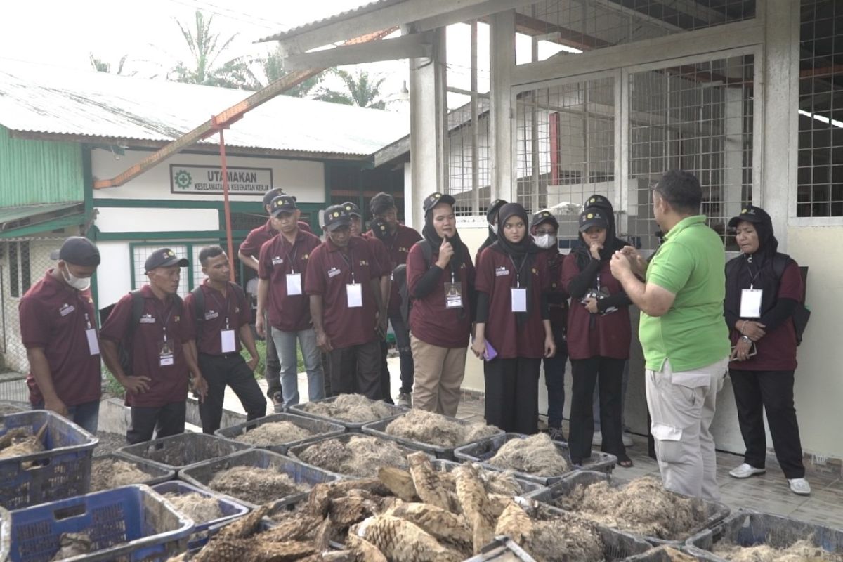 BPDPKS perkuat kompetensi pekebun sawit swadaya