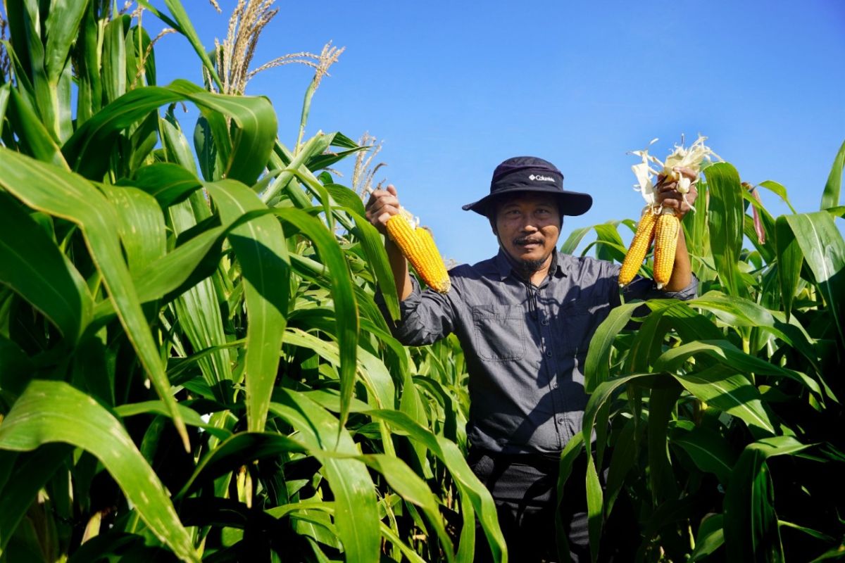 Brawijaya University develops early harvest, high-yield corn seeds