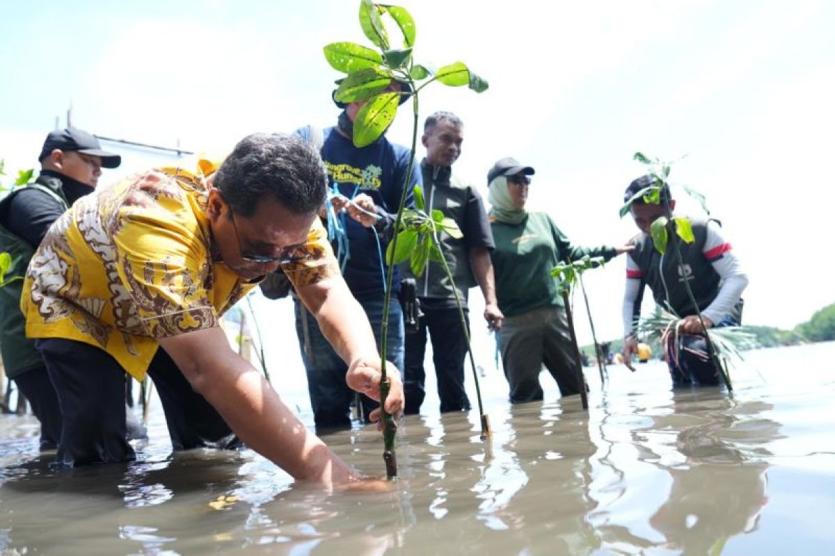 Penanaman mangrove oleh Pemprov Sulbar didukung pengelola wisata Mamuju