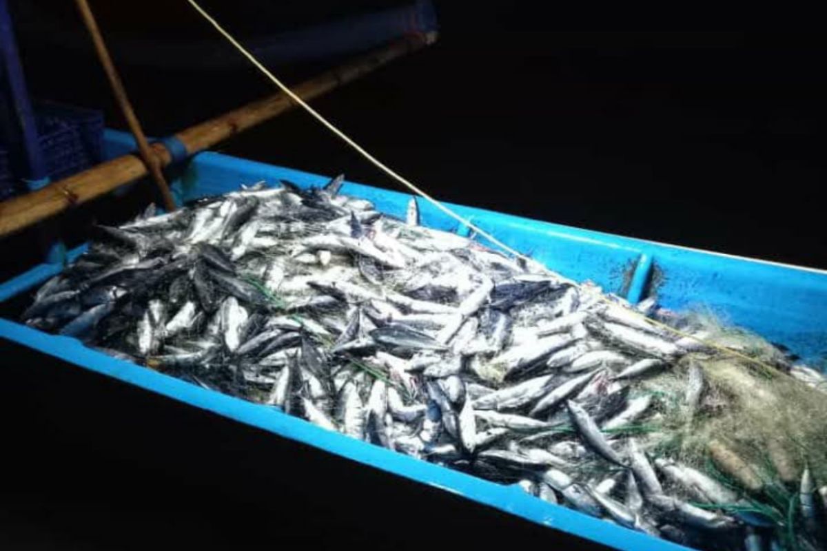 DKP Gunungkidul mencatat angka konsumsi ikan capai 31,43 kg/kapita/tahun