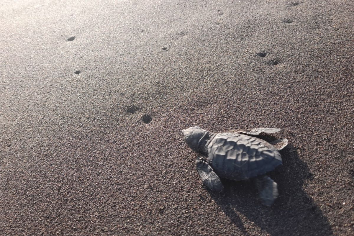 Puluhan tukik dilepasliarkan di pantai selatan Jember agar tidak punah