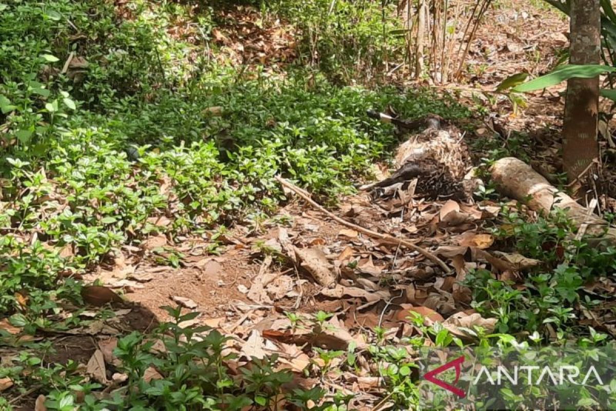 Hewan ternak milik warga Desa Gandasoli Sukabumi diduga diserang harimau