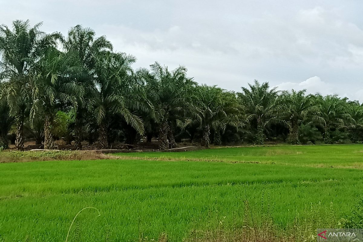 Dinas Pertanian Penajam  buat demplot guna perbaiki produksi padi