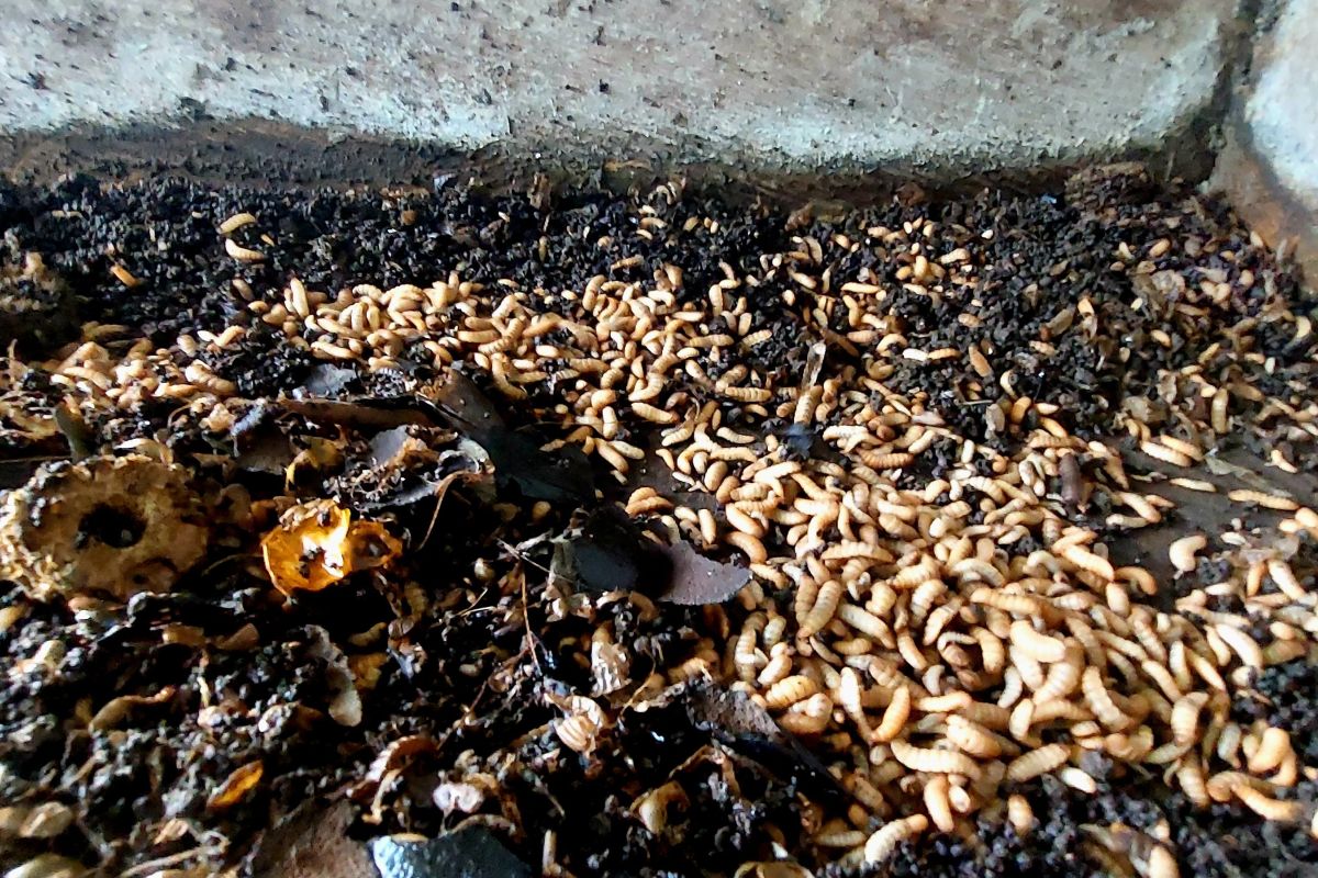 Telur lalat bisa masuk ke tubuh lewat makanan, ini dampak kesehatannya