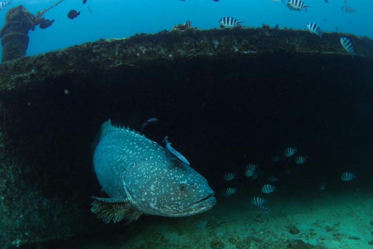 Tim Ilmuwan pecahkan kode "harta karun genetik" mikroorganisme laut