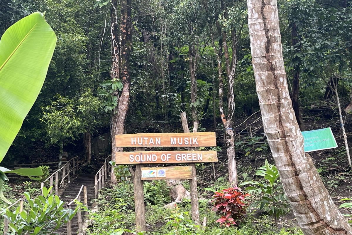 Why this musical forest in Ambon striking all the right notes