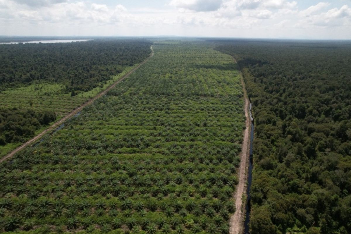 Madani ingatkan dampak konversi hutan dan gambut lepaskan emisi GRK