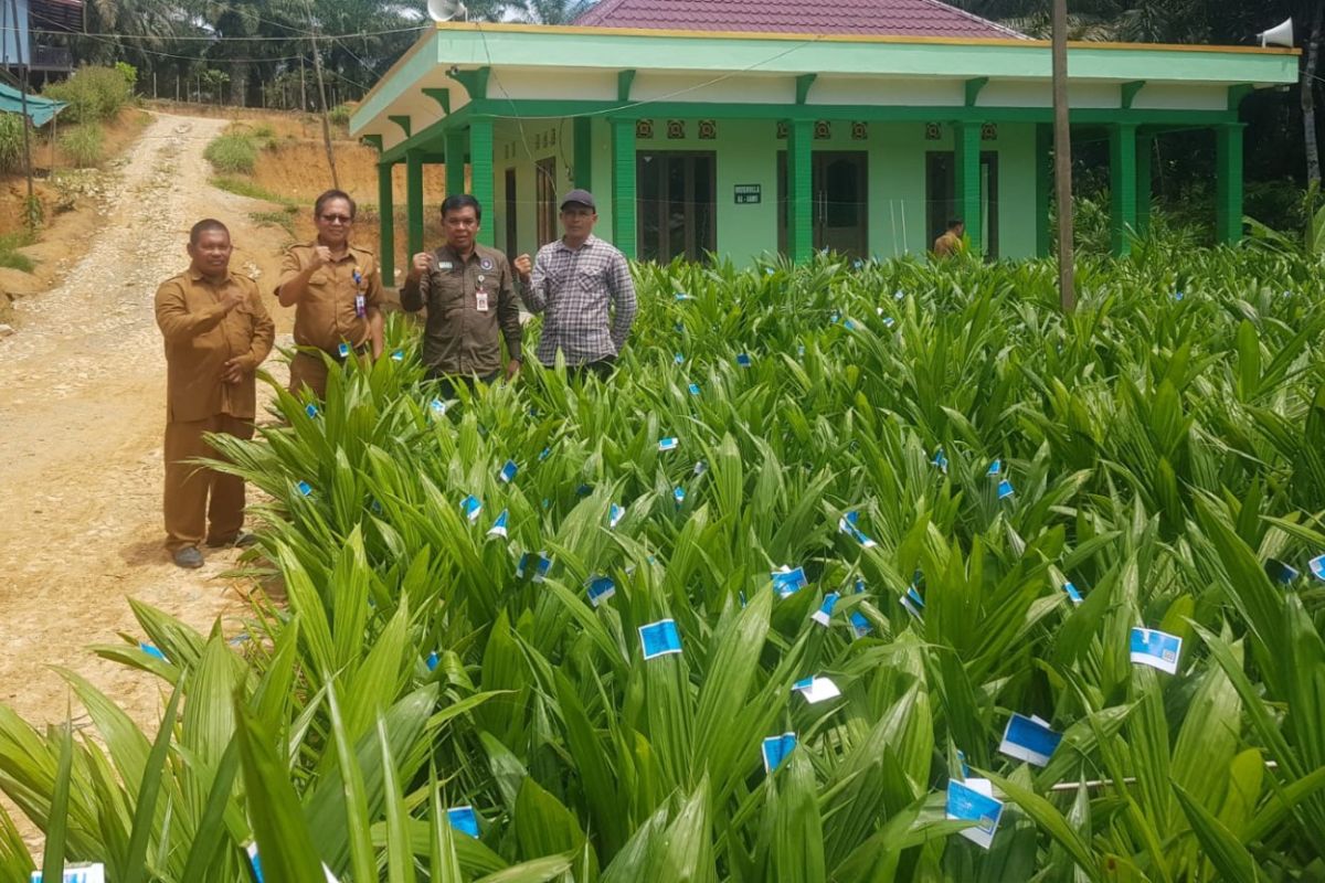 Disbun Kaltim tingkatkan produktivitas melalui  bantuan saprodi