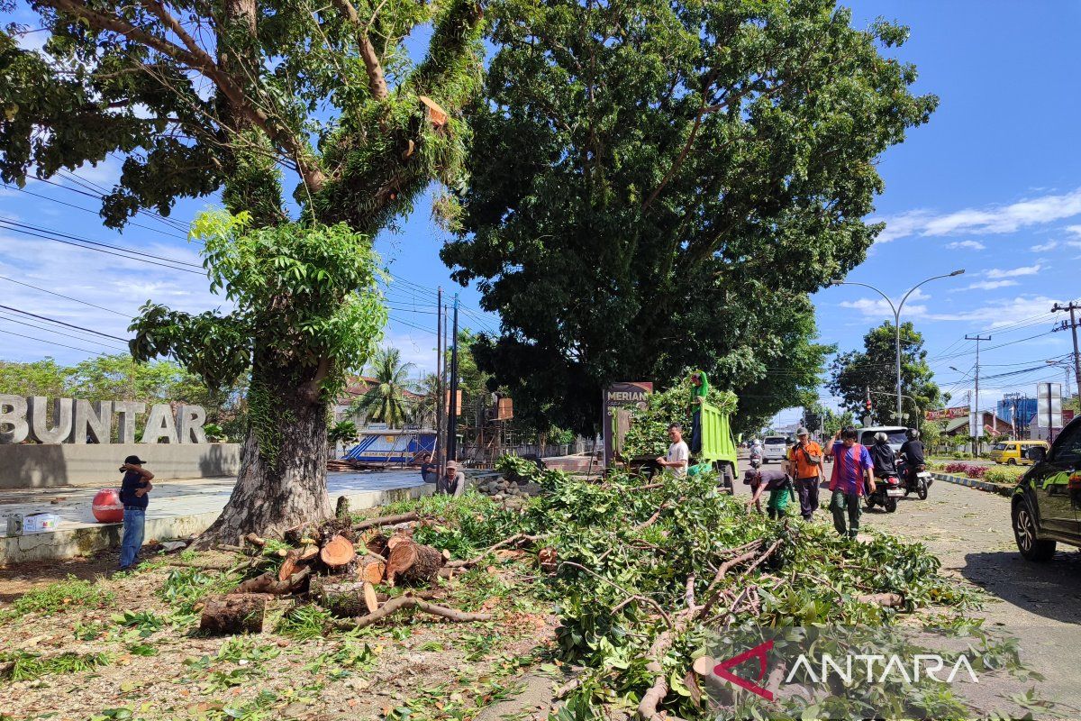 Pemkot Bengkulu minta warga waspadai angin kencang dan pohon tumbang