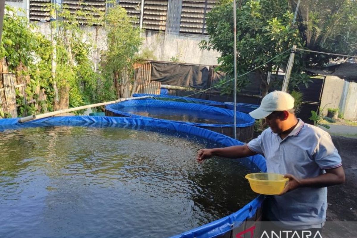 Menemukan potensi tak terbatas dalam diri lewat lele